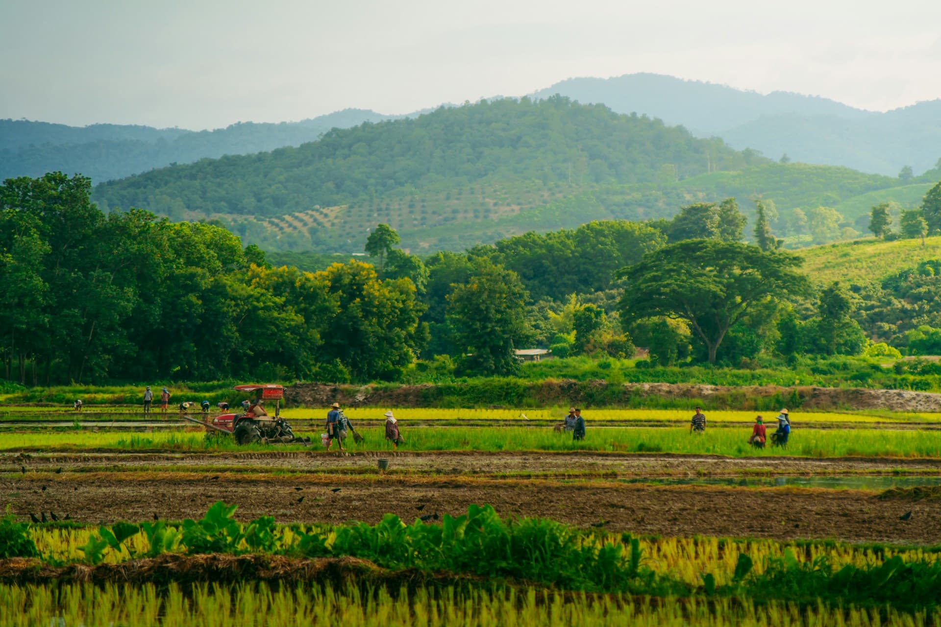 Inside our Thai kratom farm network