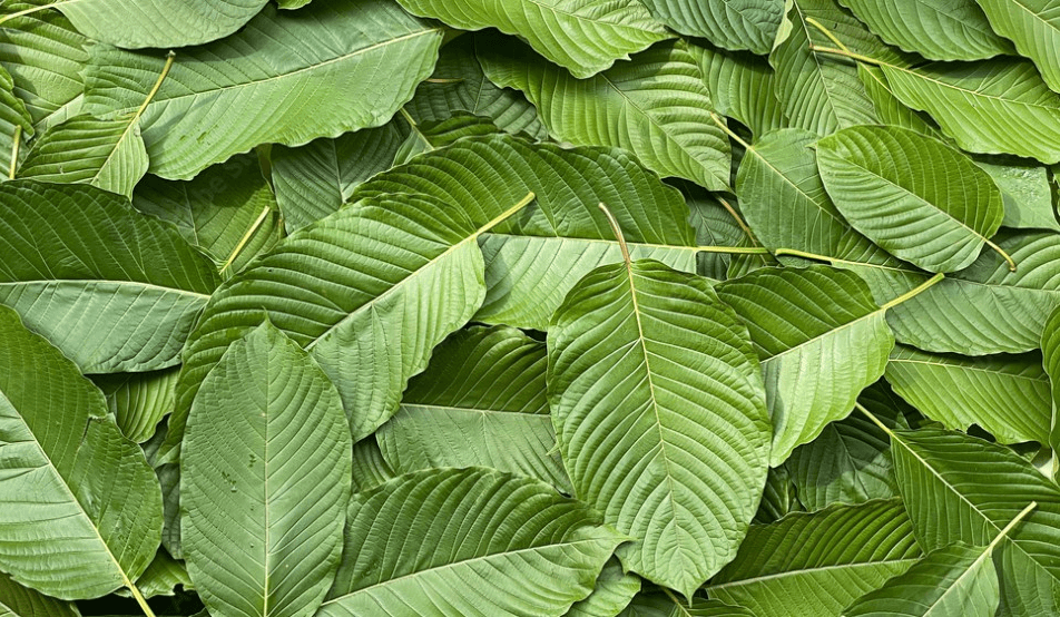 Kratom leaves over a deep navy background — Phyto-Medichem single-origin botanical ingredients
