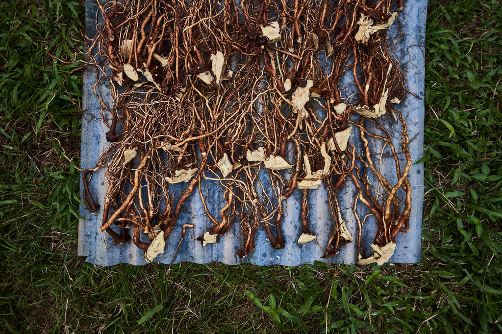 Noble kava root drying at origin with our Pacific Island partner growers